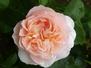 BRITANNIA (hybrid tea)